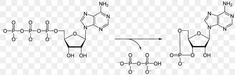 Adenosine Diphosphate Adenosine Triphosphate Molecule Ribose Adenosine Monophosphate, PNG, 3683x1174px, Watercolor, Cartoon, Flower, Frame, Heart Download Free