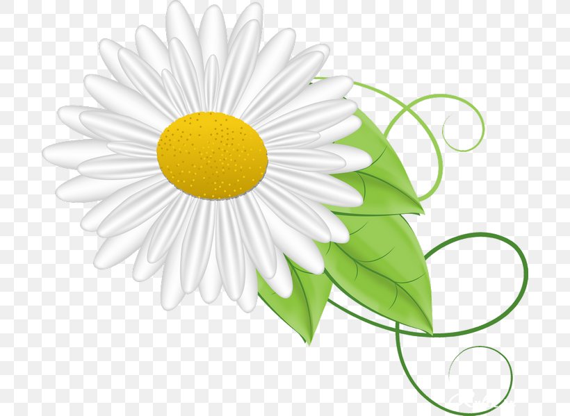 German Chamomile Animation, PNG, 700x599px, German Chamomile, Animation, Chamaemelum Nobile, Chamomile, Cut Flowers Download Free