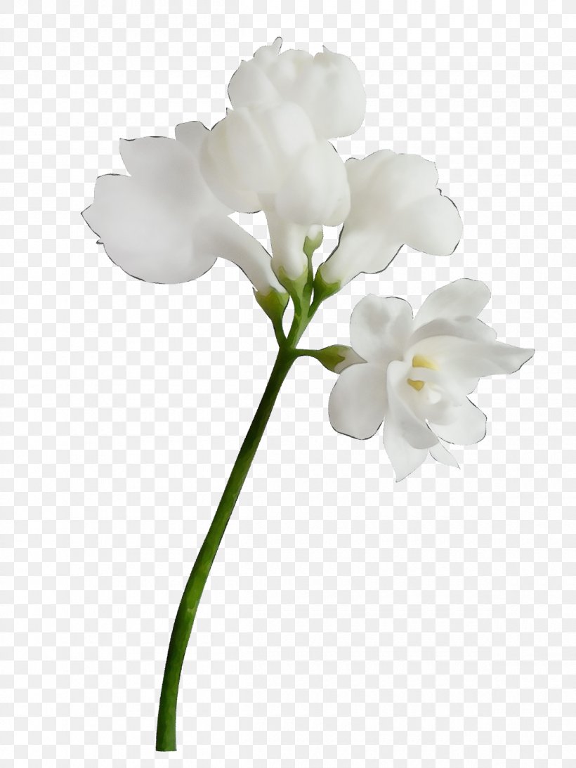Moth Orchids Cut Flowers Plant Stem Branch, PNG, 1200x1600px, Moth Orchids, Artificial Flower, Botany, Branch, Cut Flowers Download Free