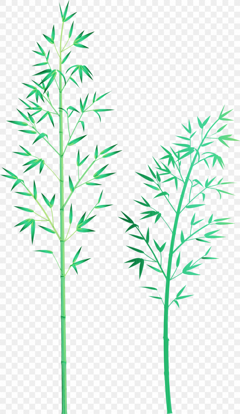 Plant Leaf Grass Family Plant Stem Grass, PNG, 1738x3000px, Bamboo, American Larch, Flower, Grass, Grass Family Download Free