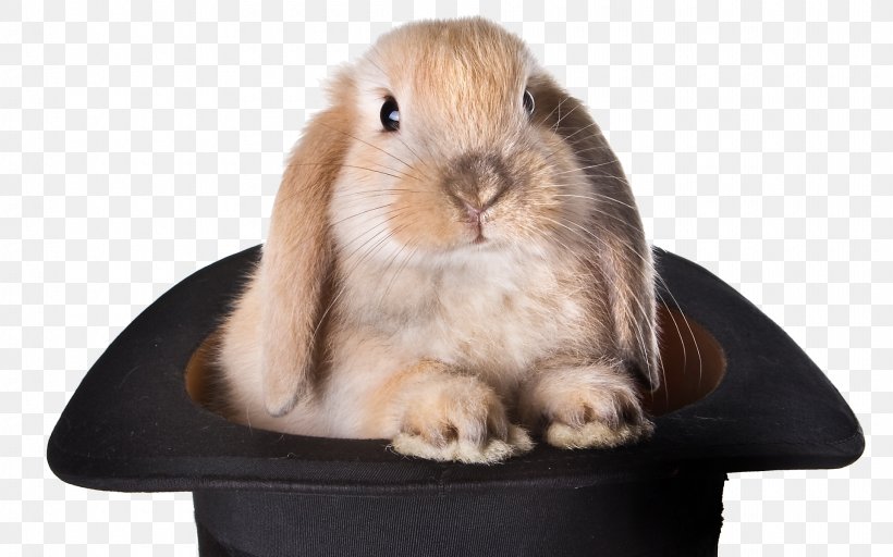 Rabbit Top Hat Magic Stock Photography, PNG, 1920x1200px, Rabbit, Cowboy Hat, Domestic Rabbit, Fur, Hat Download Free