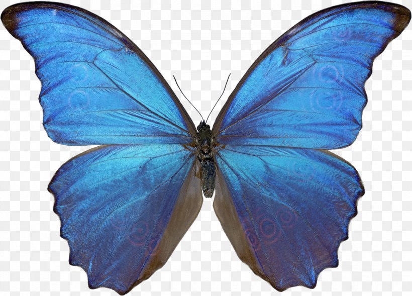 Butterfly Menelaus Blue Morpho Morpho Didius Morphinae, PNG, 1166x838px, Butterfly, Blue, Blue Morpho, Brush Footed Butterfly, Brushfooted Butterflies Download Free