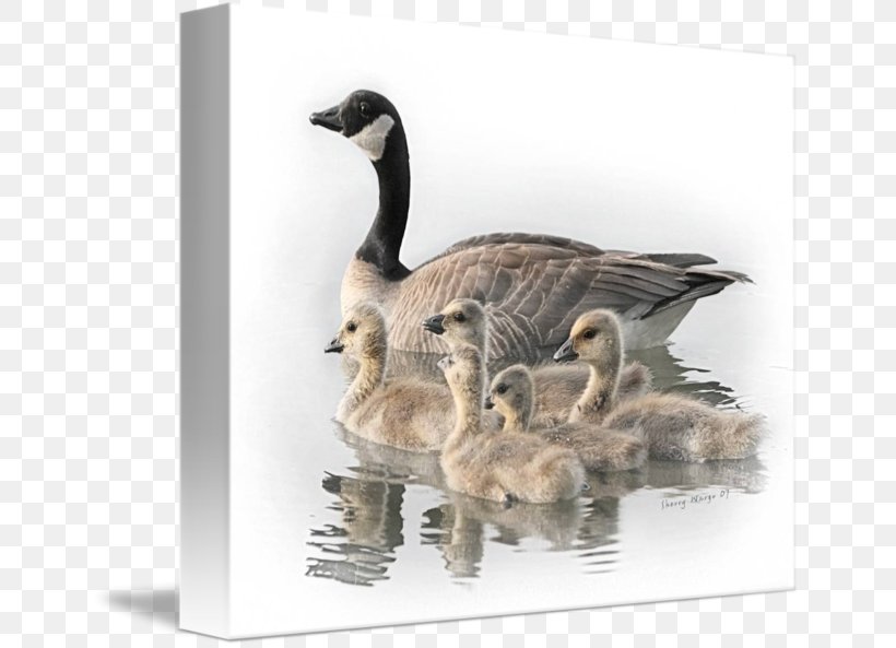 Canada Goose Bird Duck, PNG, 650x593px, Canada Goose, Anatidae, Bald Eagle, Beak, Bird Download Free