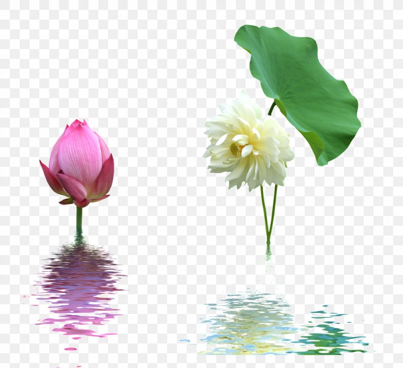 Nelumbo Nucifera Icon, PNG, 1024x937px, Nelumbo Nucifera, Aquatic Plant, Bud, Computer Graphics, Flora Download Free