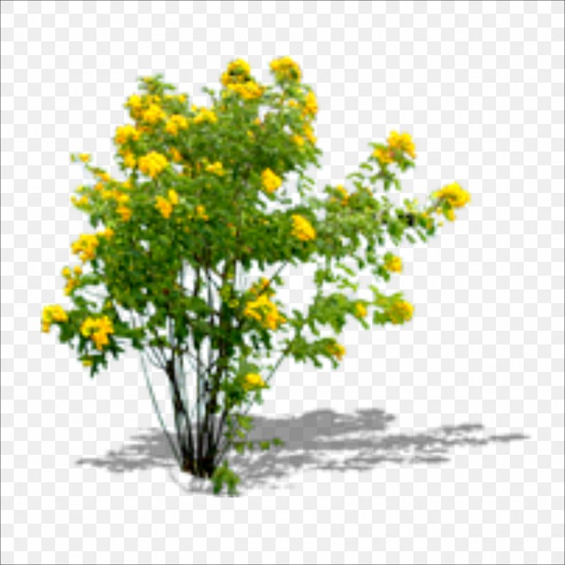 Chrysanthemum Yellow Floral Design Shrub Flowerpot, PNG, 1773x1773px, Tree, Branch, Chrysanthemum, Chrysanths, Editing Download Free