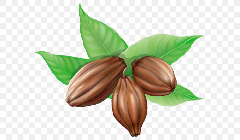 Hot Chocolate Theobroma Cacao Cocoa Bean Clip Art, PNG, 600x480px, Hot Chocolate, Bean, Biscuit, Chocolate, Cocoa Bean Download Free