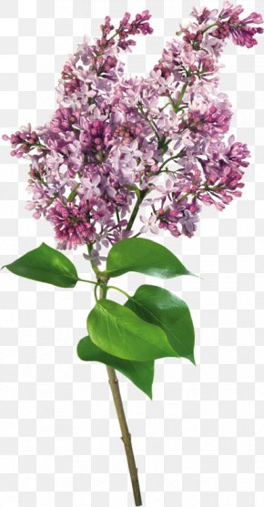 Lilac Images, Lilac Transparent PNG, Free download