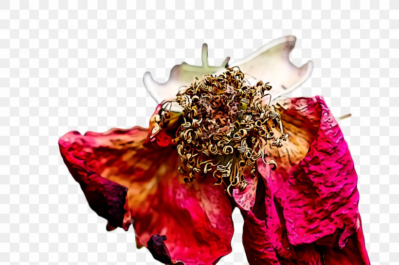 Rose, PNG, 2448x1632px, Flower, Cut Flowers, Magenta, Peony, Petal Download Free
