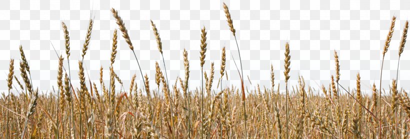 Spelt Emmer Durum Einkorn Wheat Common Wheat, PNG, 1920x652px, Spelt, Agriculture, Barley, Cereal, Commodity Download Free