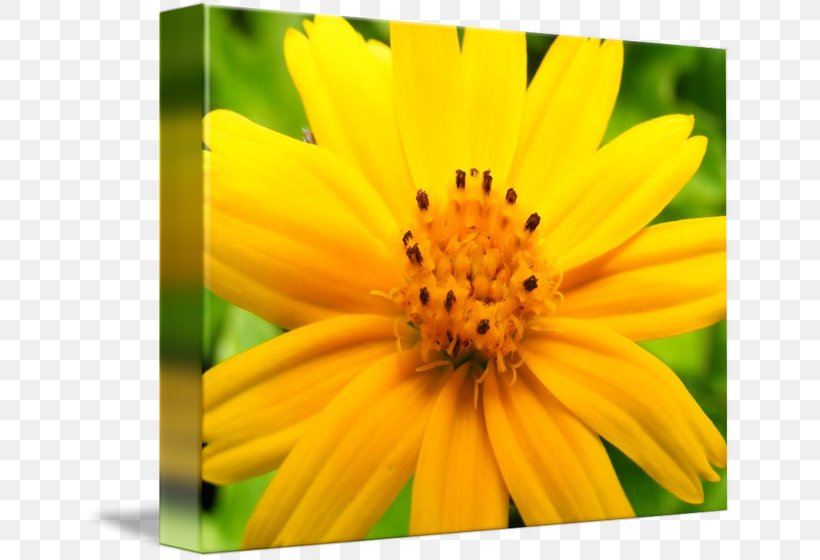 Honey Bee Nectar Sunflower M Close-up, PNG, 650x560px, Honey Bee, Bee, Calendula, Closeup, Daisy Family Download Free