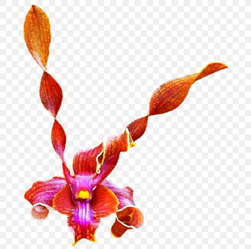 Moth Orchids Plant Stem, PNG, 689x815px, Moth Orchids, Flora, Flower, Flowering Plant, Moth Orchid Download Free