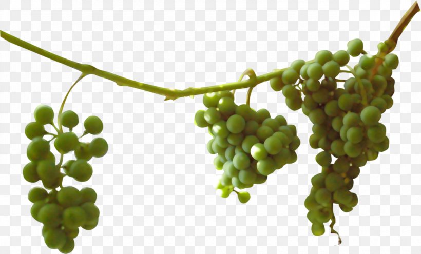 Sultana Grapevines Seedless Fruit, PNG, 1280x773px, Sultana, Auglis, Data, Food, Fruit Download Free
