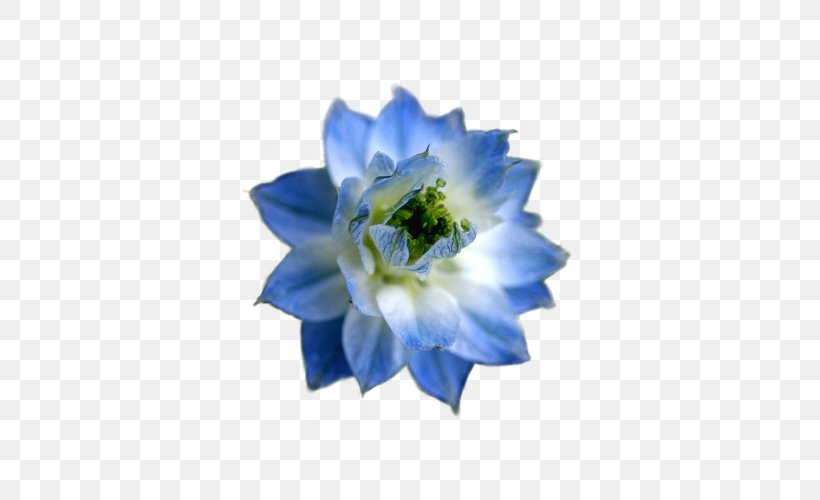 The Blue Flower Flower Garden, PNG, 500x500px, Flower, Blue, Blue Flower, Blue Rose, Cut Flowers Download Free