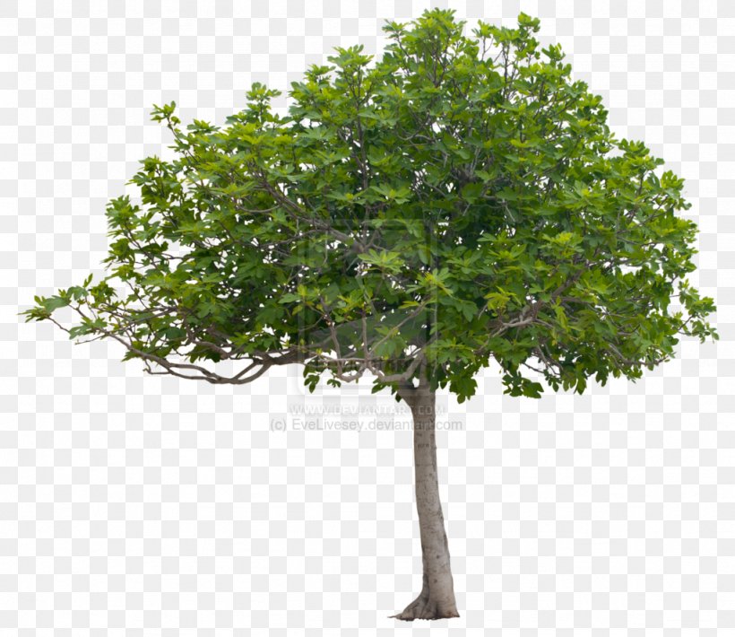 Tree Planting Oak Shrub Nursery, PNG, 1024x887px, Tree, Arbor Day, Arborist, Branch, Ceratocystis Fagacearum Download Free