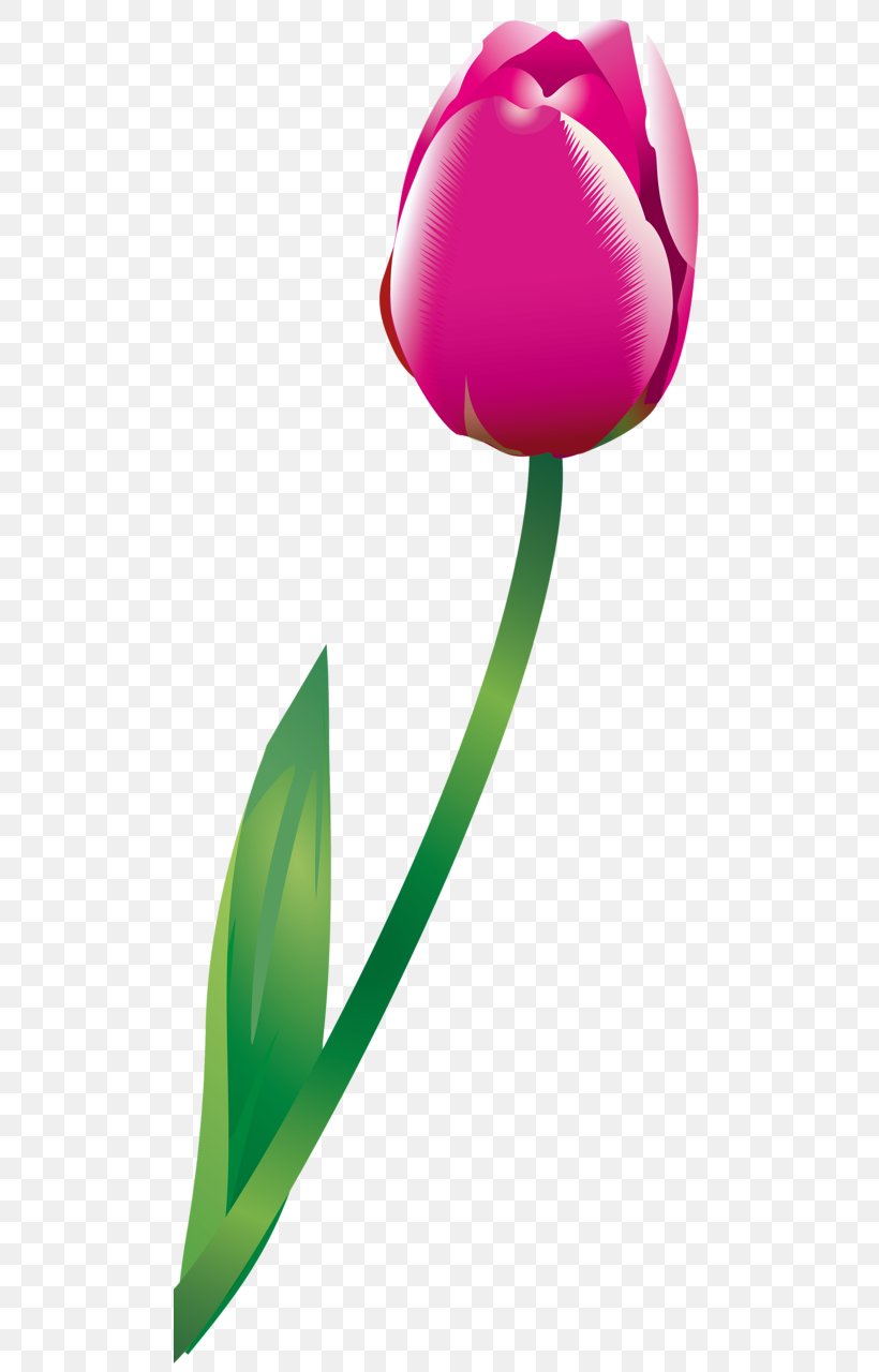 Tulip Rosaceae Petal Clip Art, PNG, 496x1280px, Tulip, Flora, Flower, Flowering Plant, Green Download Free