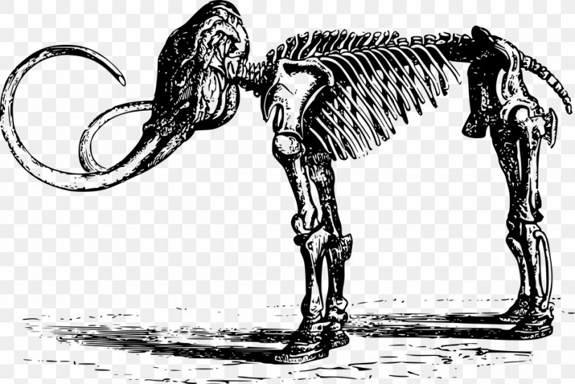 Woolly Mammoth Mammoth Steppe Quaternary Extinction Event Clip Art, PNG, 960x642px, Woolly Mammoth, Art, Black And White, Bone, Camel Like Mammal Download Free