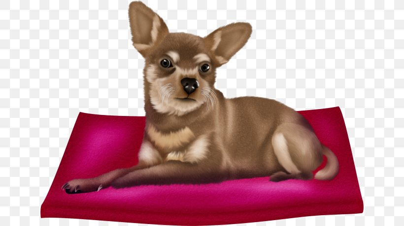 Chihuahua Puppy Dog Breed Companion Dog Cuteness, PNG, 656x460px, Chihuahua, Breed, Carnivoran, Cartoon, Companion Dog Download Free