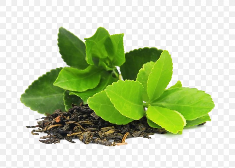 Green Tea Masala Chai Matcha Camellia Sinensis, PNG