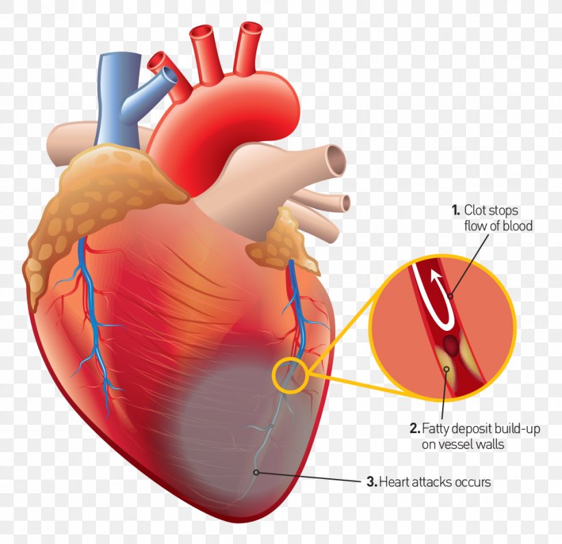 Human Heart Human Anatomy Human Body, PNG, 967x937px, Watercolor, Cartoon, Flower, Frame, Heart Download Free