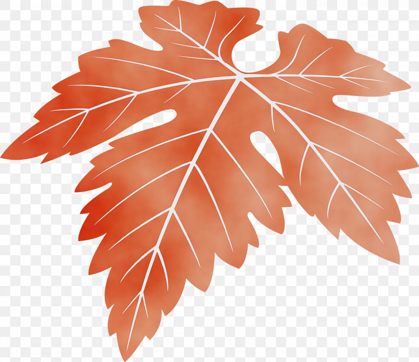 Maple Leaf, PNG, 3000x2596px, Grapes Leaf, Black Maple, Flower, Grape Leaves, Leaf Download Free