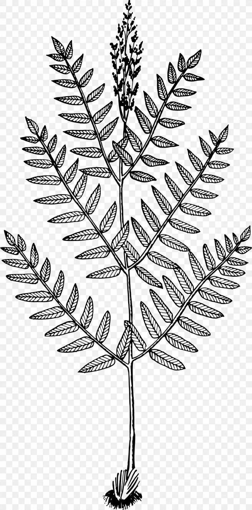 Osmunda Regalis Plant Tree Leaf Fern, PNG, 1186x2400px, Osmunda Regalis, Black And White, Branch, Drawing, Fern Download Free