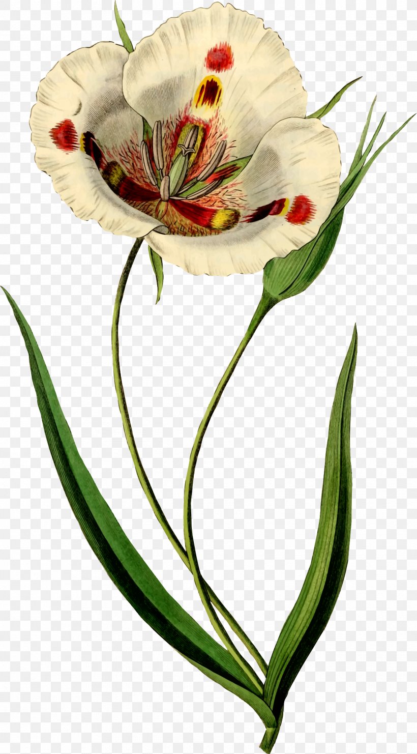 Butterfly Mariposa Lily Watercolor Painting Art Botanical Illustration, PNG, 1313x2374px, Butterfly Mariposa Lily, Alstroemeriaceae, Art, Botanical Illustration, Botany Download Free