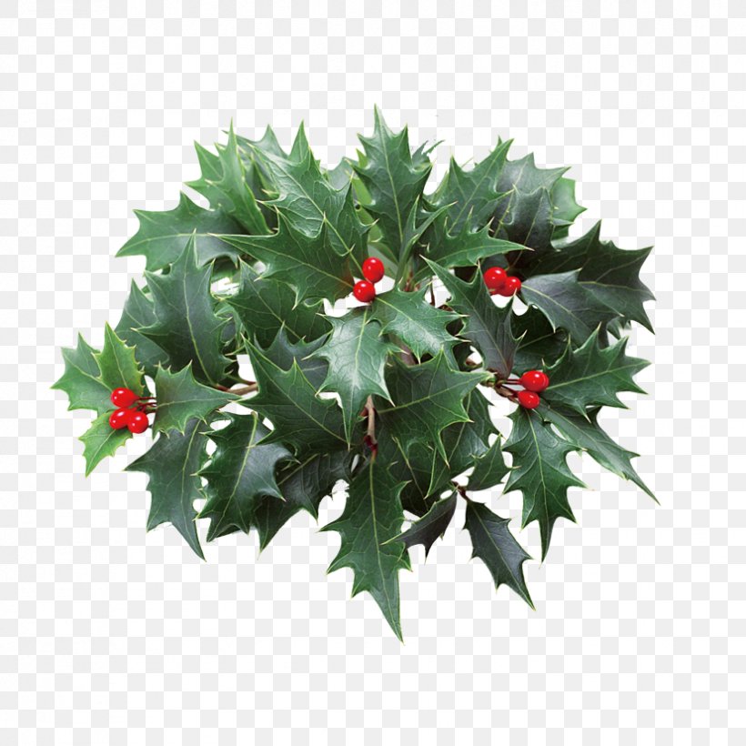 Christmas Holly Clip Art, PNG, 827x827px, Christmas, Aquifoliaceae, Aquifoliales, Christmas Decoration, Christmas Ornament Download Free