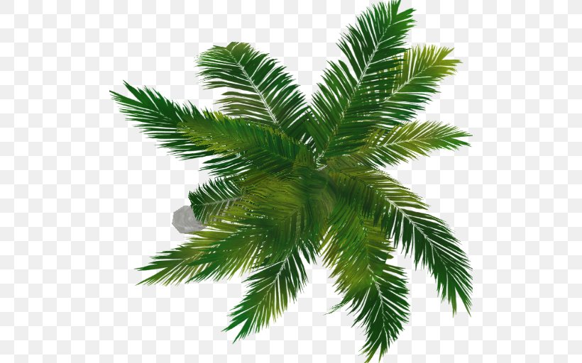 Fir Arecaceae Evergreen Spruce Pine, PNG, 512x512px, Fir, Arecaceae, Arecales, Branch, Com Download Free