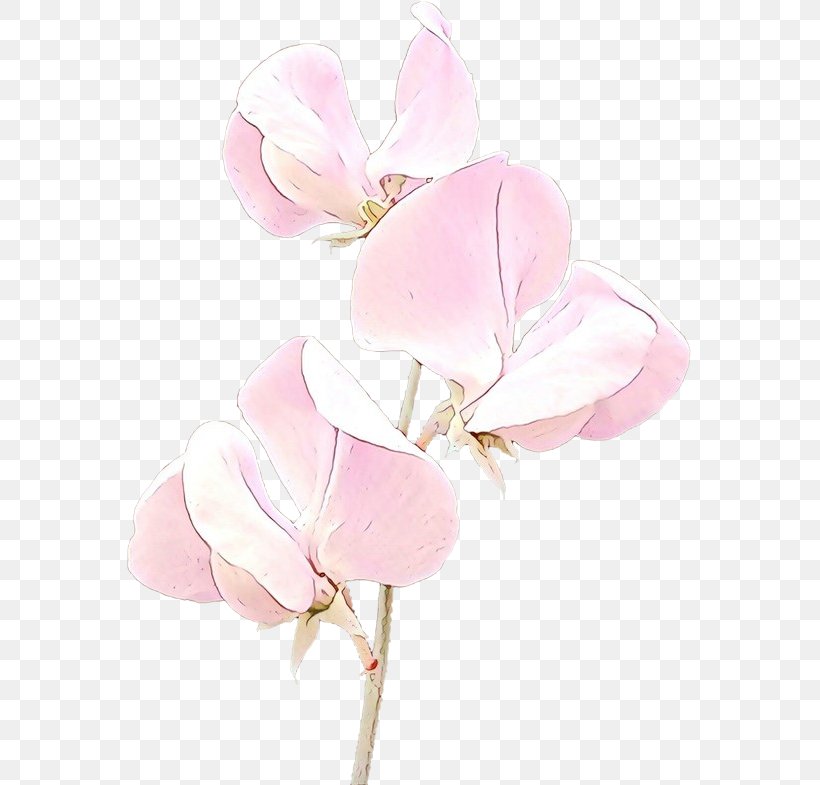 Pink Petal Flower Plant Sweet Pea, PNG, 565x785px, Cartoon, Cut Flowers, Flower, Herbaceous Plant, Magnolia Download Free