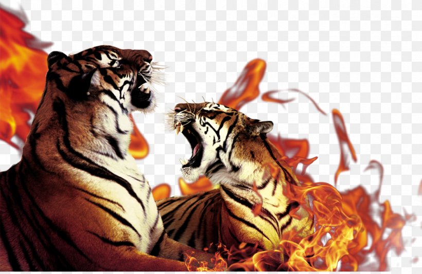 Tiger Flame Download, PNG, 1061x690px, Tiger, Big Cats, Carnivoran, Cat Like Mammal, Fire Download Free