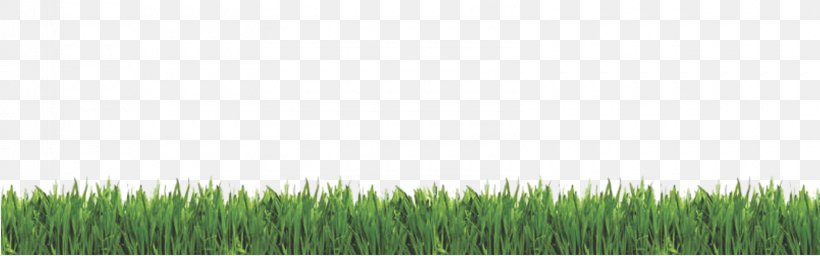 Wheatgrass Lawn Sky, PNG, 1600x500px, Wheatgrass, Artificial Turf, Field, Flooring, Fodder Download Free
