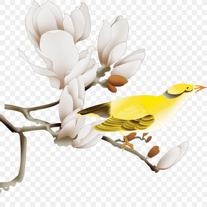 White Yellow, PNG, 1417x1417px, White, Bird, Branch, Flower, Google Images Download Free