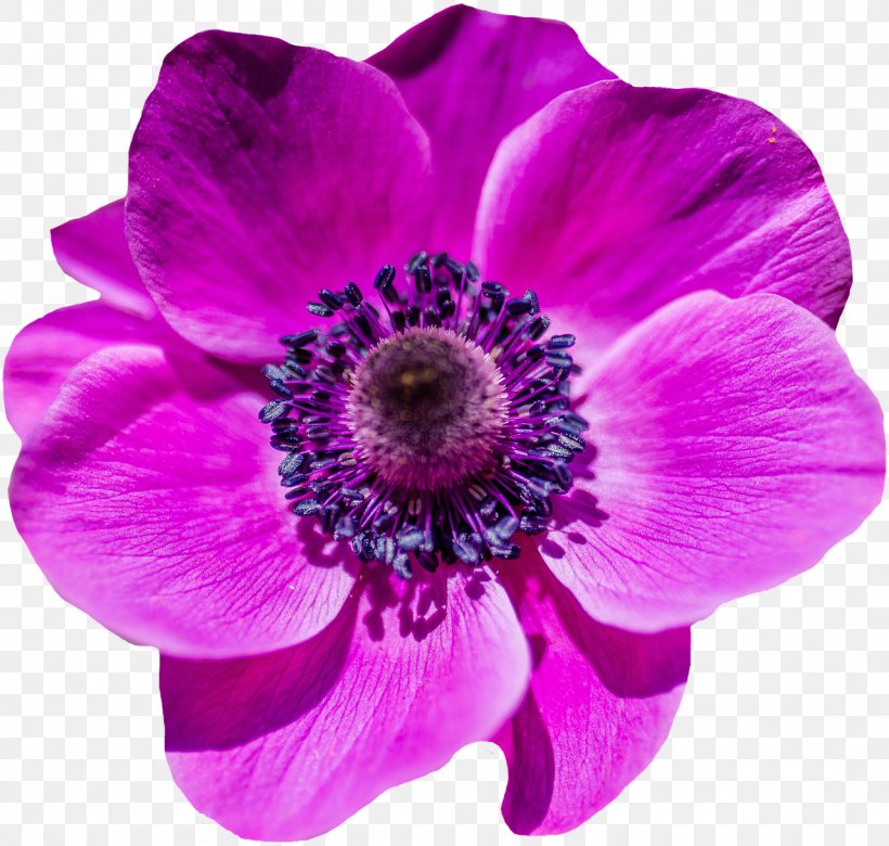 Flower Garden Poppy Petal, PNG, 1280x1218px, Flower, Anemone, Annual Plant, Blossom, Color Download Free