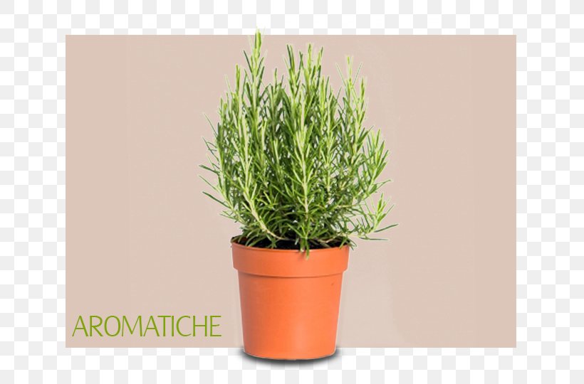 Herb Pianta Aromatica Rosemary Common Sage Chives, PNG, 700x540px, Herb, Basil, Chives, Common Sage, Cuisine Download Free