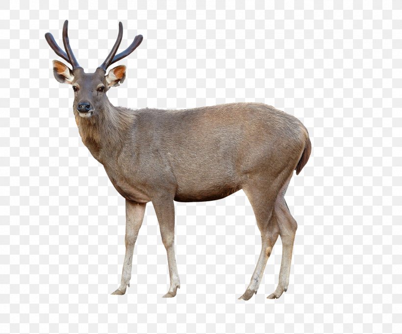 Red Deer Sika Deer Chital Stock Photography, PNG, 1785x1485px, Red Deer, Antelope, Antler, Axis, Cervus Download Free