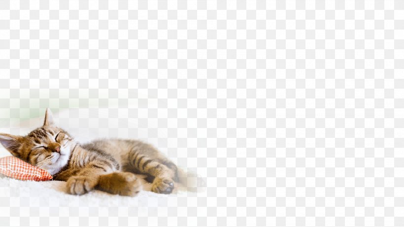 Tabby Cat Kitten Dog Pet, PNG, 1920x1080px, Cat, Carnivoran, Cat Behavior, Cat Like Mammal, Cat Training Download Free