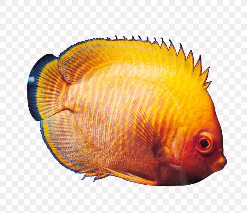 Tropical Fish Ornamental Fish Fresh Water, PNG, 2900x2500px, Tropical Fish, Animal, Aquarium, Arowana, Coral Reef Fish Download Free