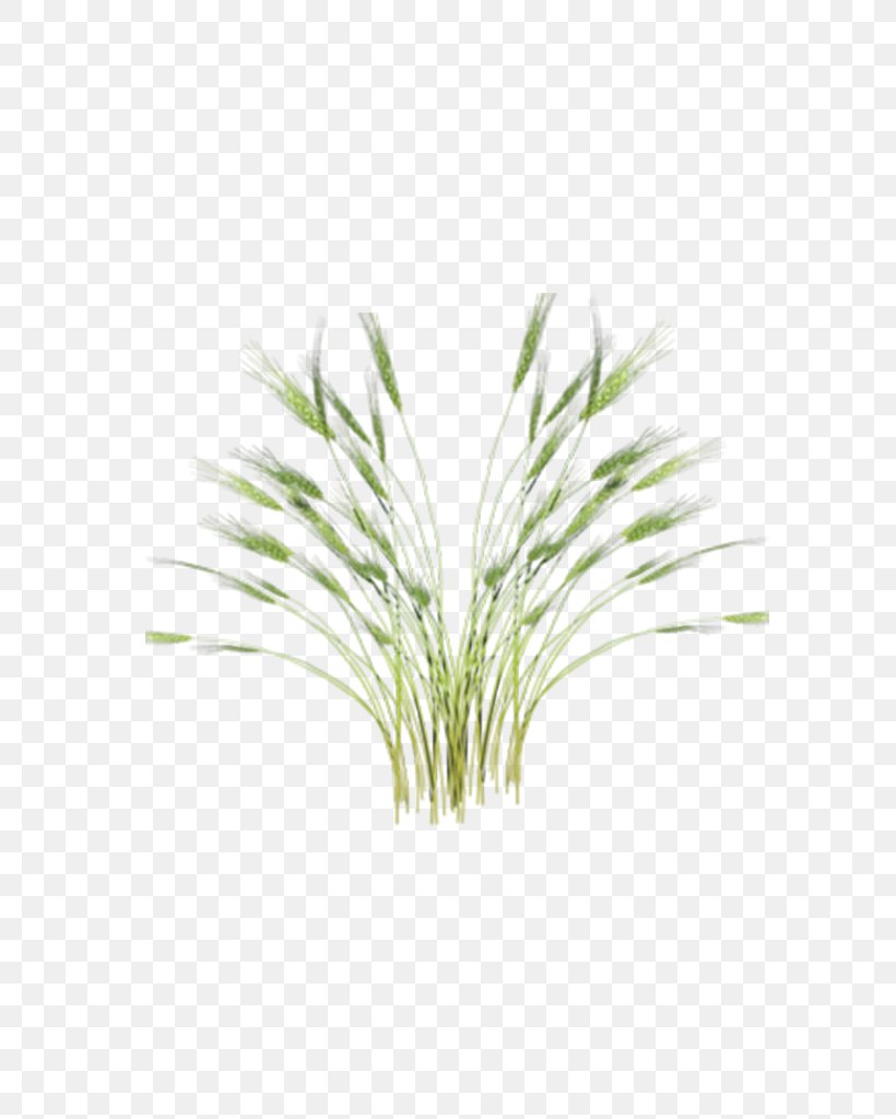 Green Rice Oryza Sativa Paddy Field, PNG, 682x1024px, Green, Branch, Designer, Flower, Grass Download Free