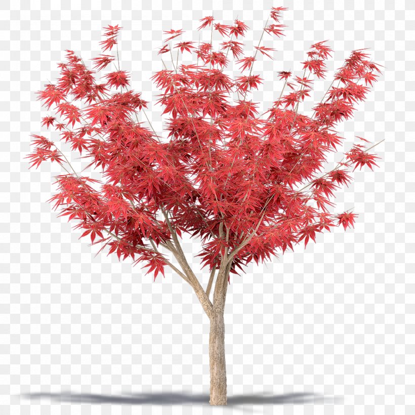 Maple, PNG, 1000x1000px, Maple, Branch, Cut Flowers, Flower, Flowering Plant Download Free