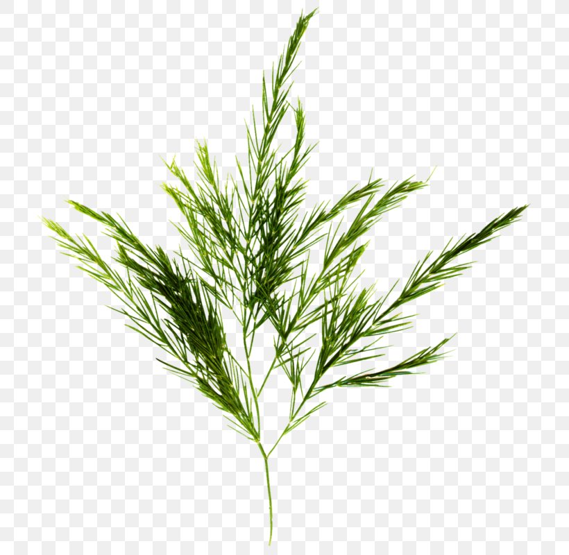 White Pine Plant Grass Red Juniper Leaf, PNG, 733x800px, White Pine, American Larch, Elymus Repens, Flowering Plant, Grass Download Free