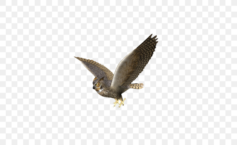 Bird Bird Of Prey Eagle Peregrine Falcon Falcon, PNG, 500x500px, Bird, Accipitridae, Beak, Bird Of Prey, Coopers Hawk Download Free