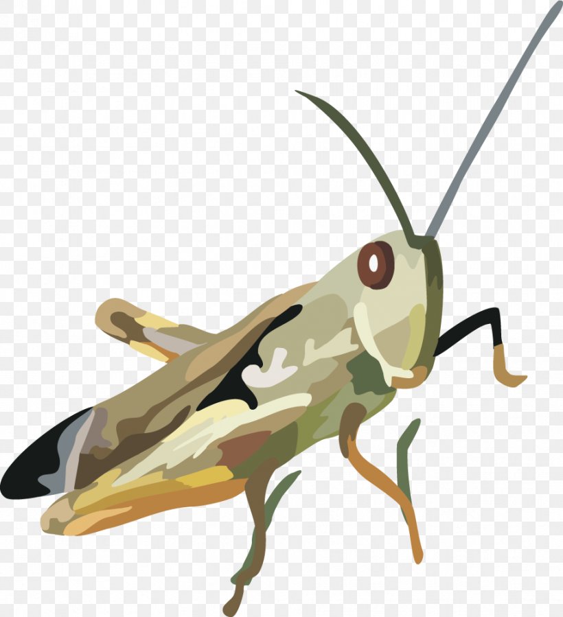 Locust Grasshopper Insect, PNG, 912x1000px, Locust, Animal, Arthropod, Cricket Like Insect, Fauna Download Free