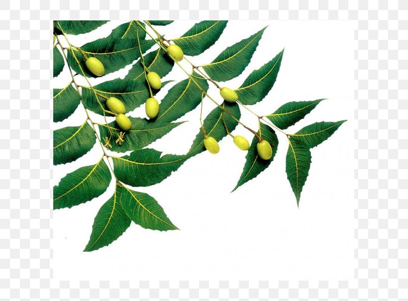 Neem Tree Neem Oil Neem Cake Azadirachtin, PNG, 605x605px, Neem Tree, Azadirachta, Azadirachtin, Branch, Evergreen Download Free