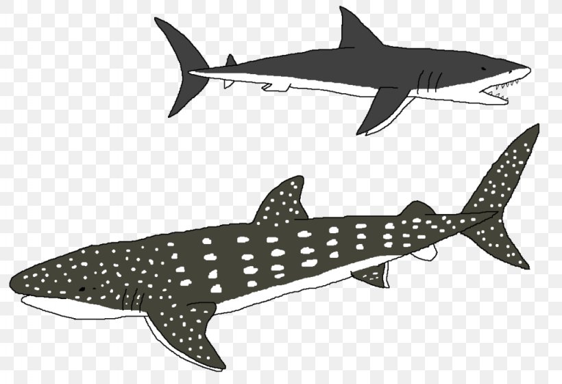 Tiger Shark Squaliform Sharks Requiem Sharks Marine Biology, PNG, 1024x700px, Tiger Shark, Biology, Cartilaginous Fish, Fauna, Fin Download Free