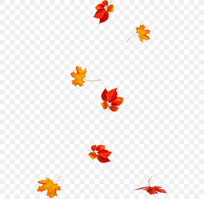 Autumn Leaves Leaf Animation Photography, PNG, 528x800px, Autumn, Animation, Autumn Leaves, Drawing, Flora Download Free