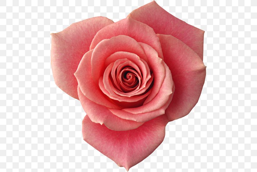 Beach Rose Flower Red Petal Yellow, PNG, 500x551px, Beach Rose, China Rose, Close Up, Cut Flowers, Floribunda Download Free