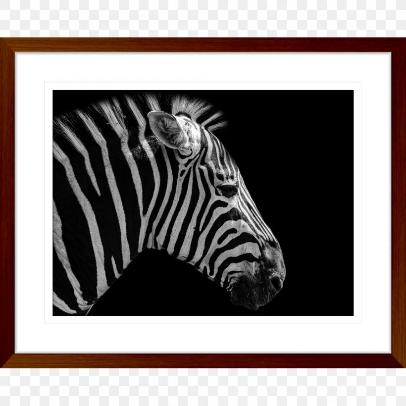 Butterfly Social Media Quagga Business Marketing, PNG, 1000x1000px, Butterfly, Animal, Big Cats, Black, Black And White Download Free