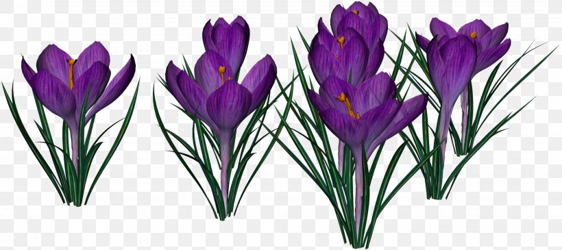 Crocus City Hall Flower Clip Art, PNG, 2652x1181px, Crocus City Hall, Computer Software, Crocus, Cut Flowers, Flower Download Free