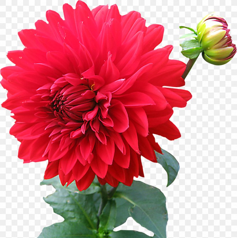 Dahlia Clip Art, PNG, 1100x1105px, Flower, Annual Plant, Chrysanths, Cut Flowers, Dahlia Download Free