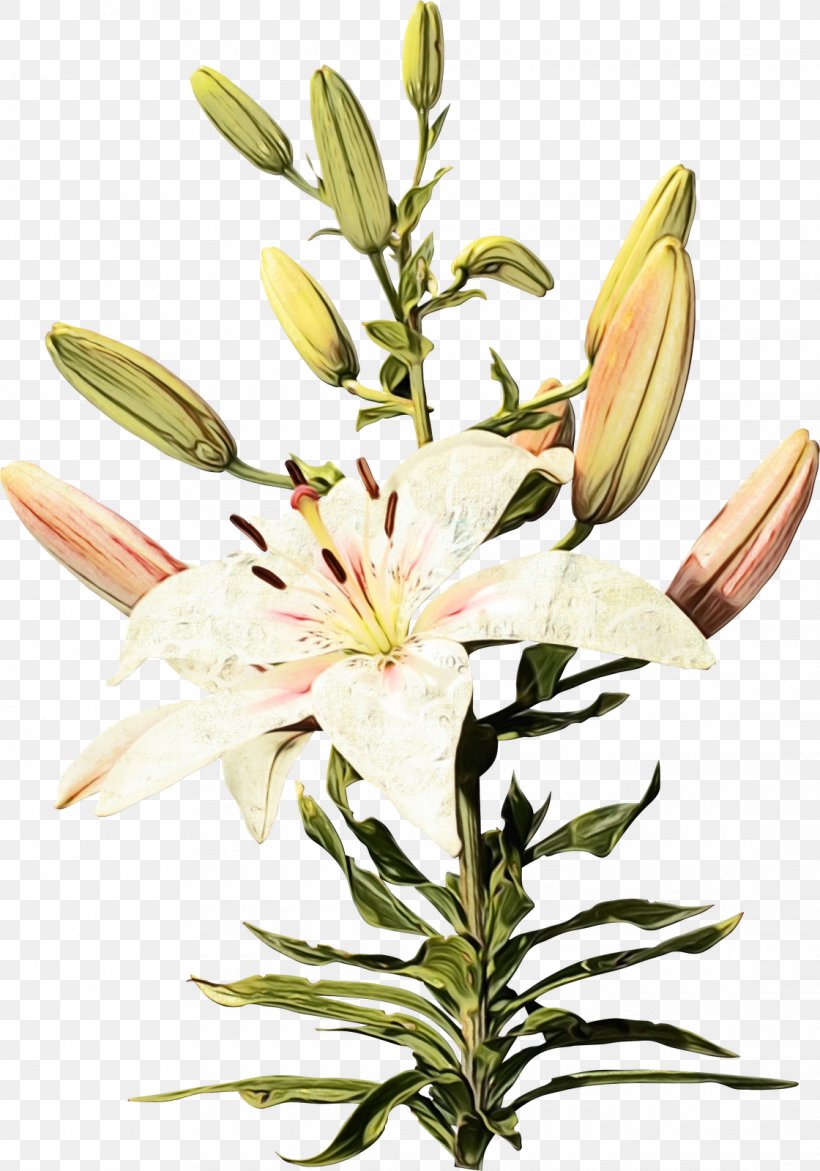 Flower Flowering Plant Lily Plant Petal, PNG, 1120x1600px, Watercolor, Cut Flowers, Flower, Flowering Plant, Lily Download Free